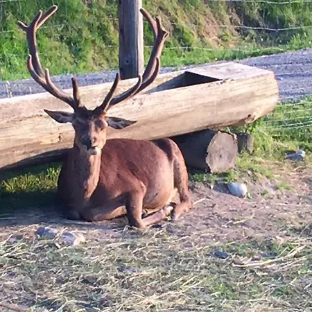 Wachtelhof Apartment Maria Alm am Steinernen Meer